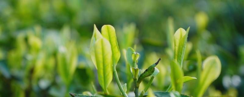 茶叶有没有茶叶 