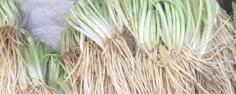 苤菜根腌制多久能吃 